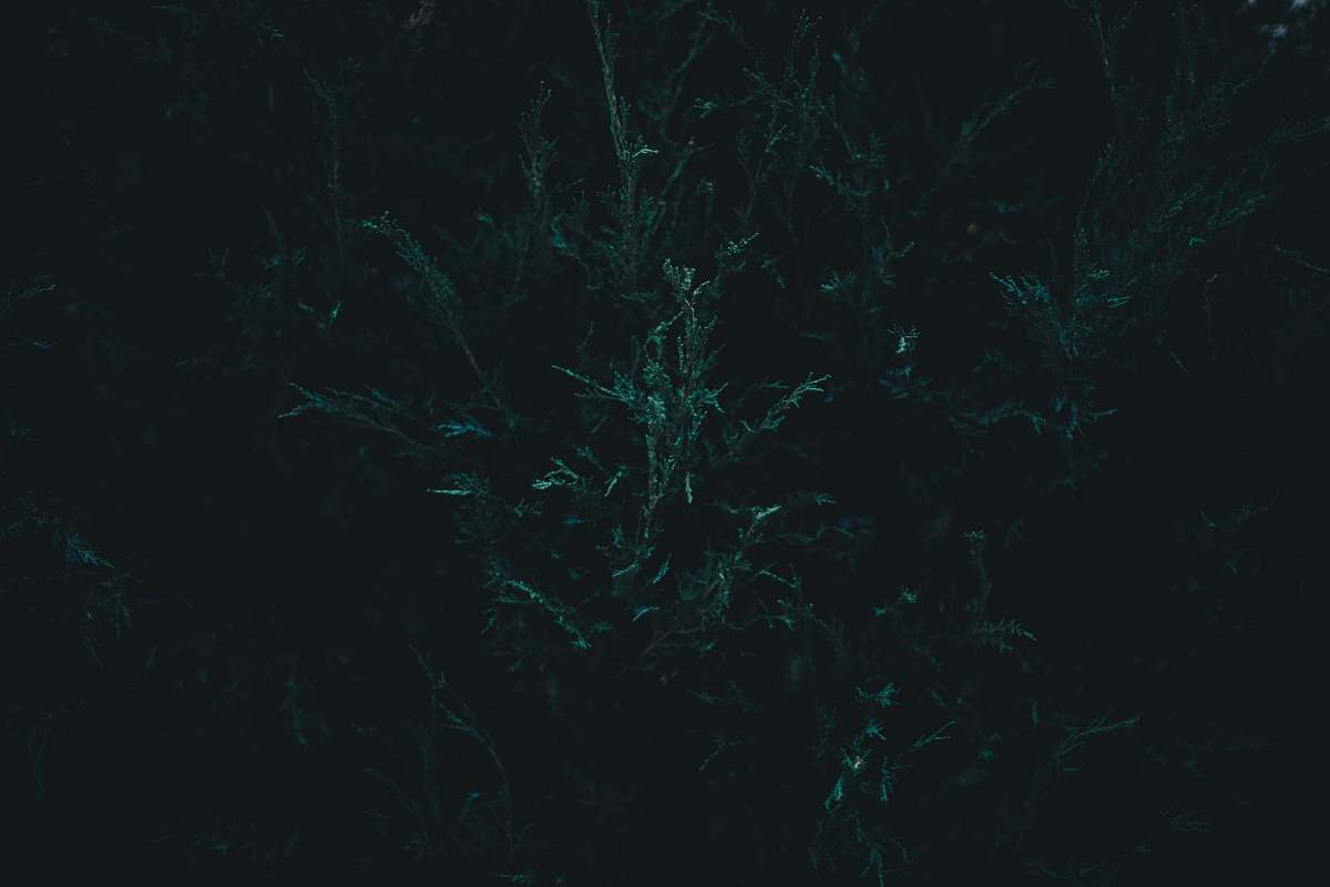 dark green leaf tree green