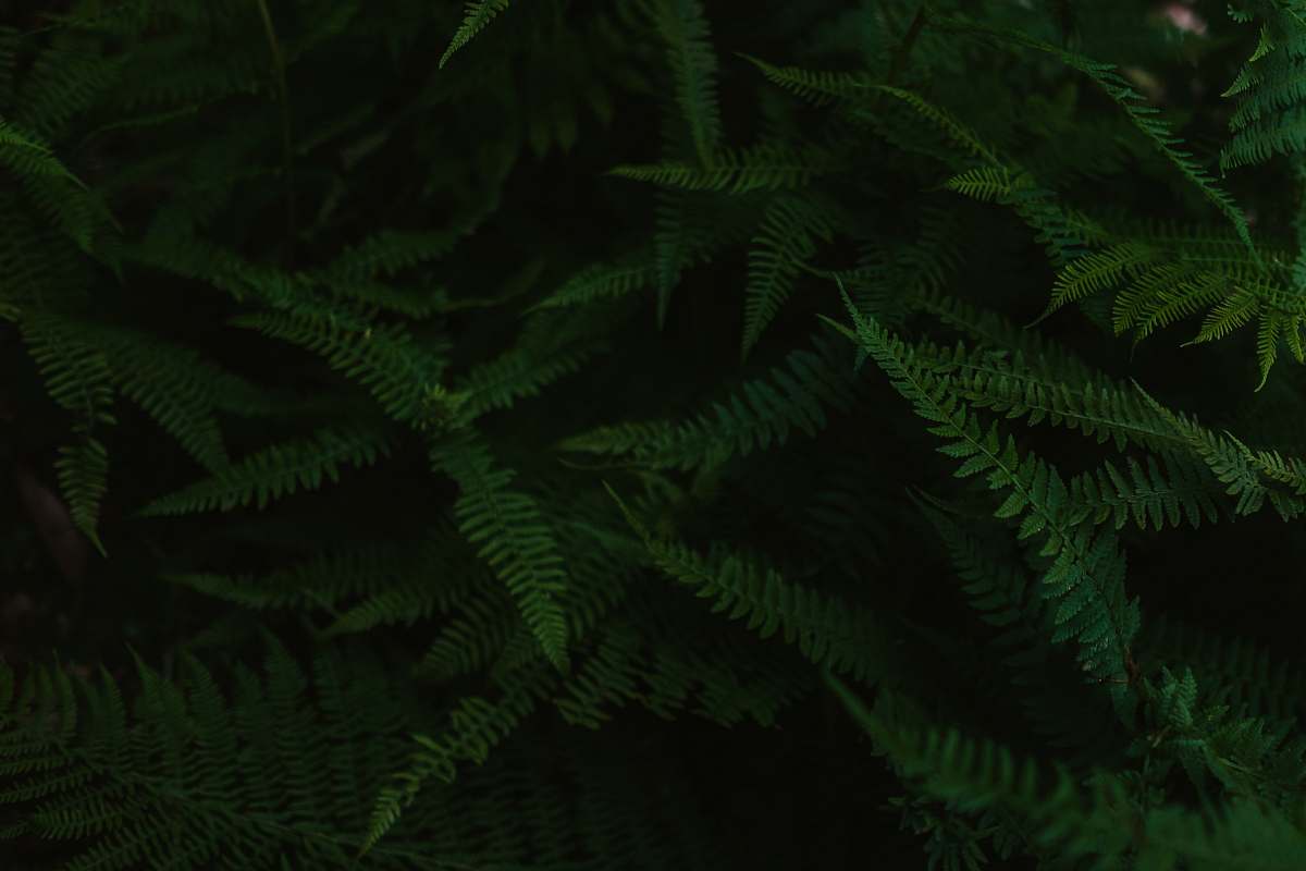 plant green leafed plants pattern