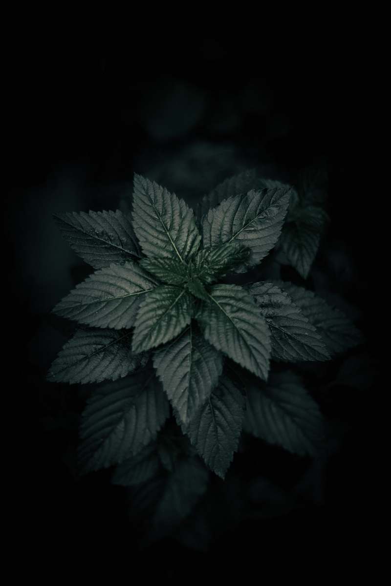plant green plant weed