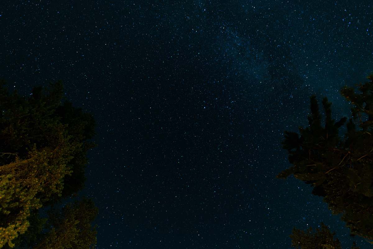 stars green tree under blue starry sky at night night