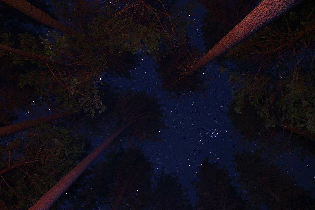nature low angle photo of trees under night sky outdoors