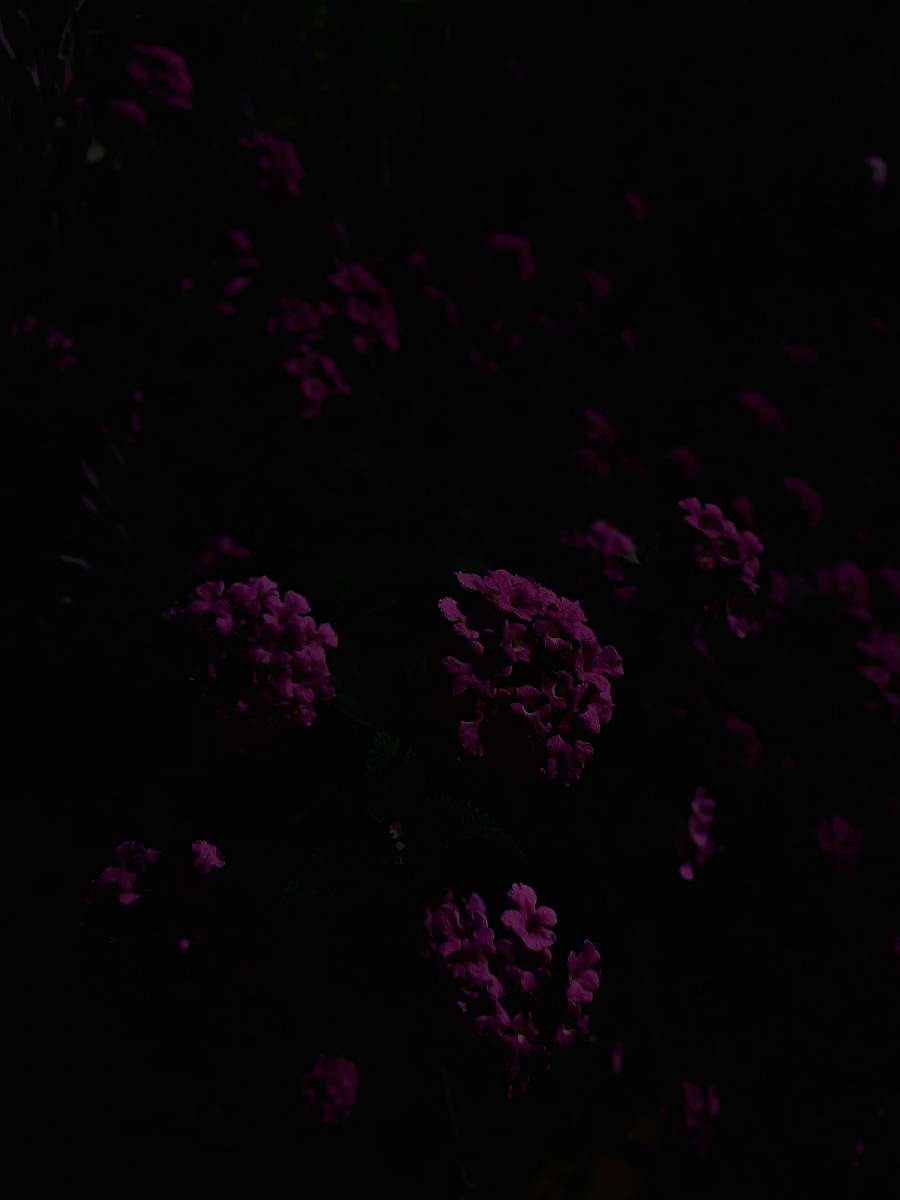 Experience the enchanting beauty of pink-petaled flowers blossoming against the backdrop of a dark, star-filled night. This striking scene captures the delicate charm of nature's blooms illuminated by moonlight, making it ideal for projects related to floral themes, night landscapes, and tranquil settings. Perfect for use in websites, marketing materials, or artistic creations that celebrate the magic of nature.
