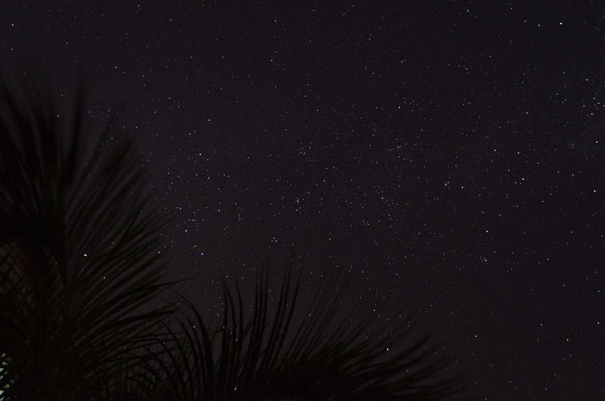 nature silhouette of palm fronds under starry sky outdoors