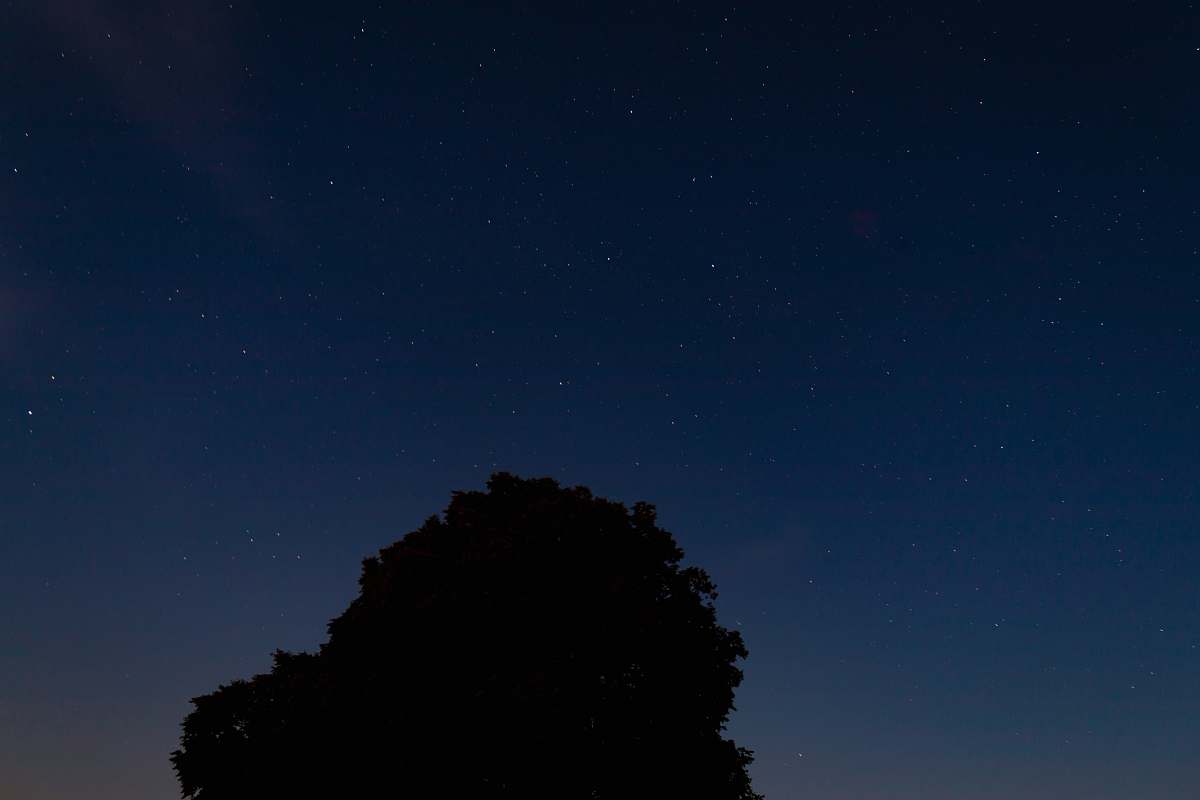 night silhouette of tree at night time astronomy