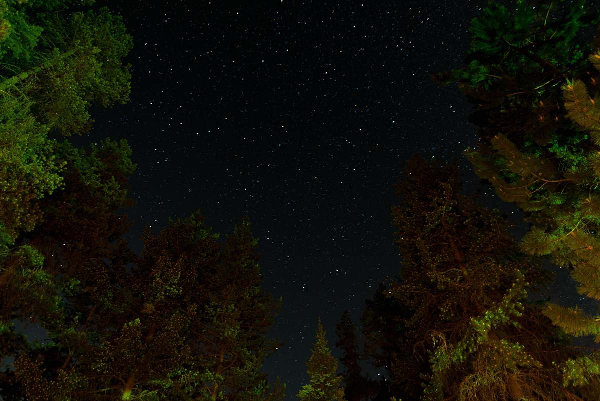 nature trees during night night