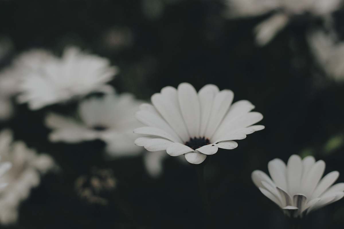 daisies white flowers daisy