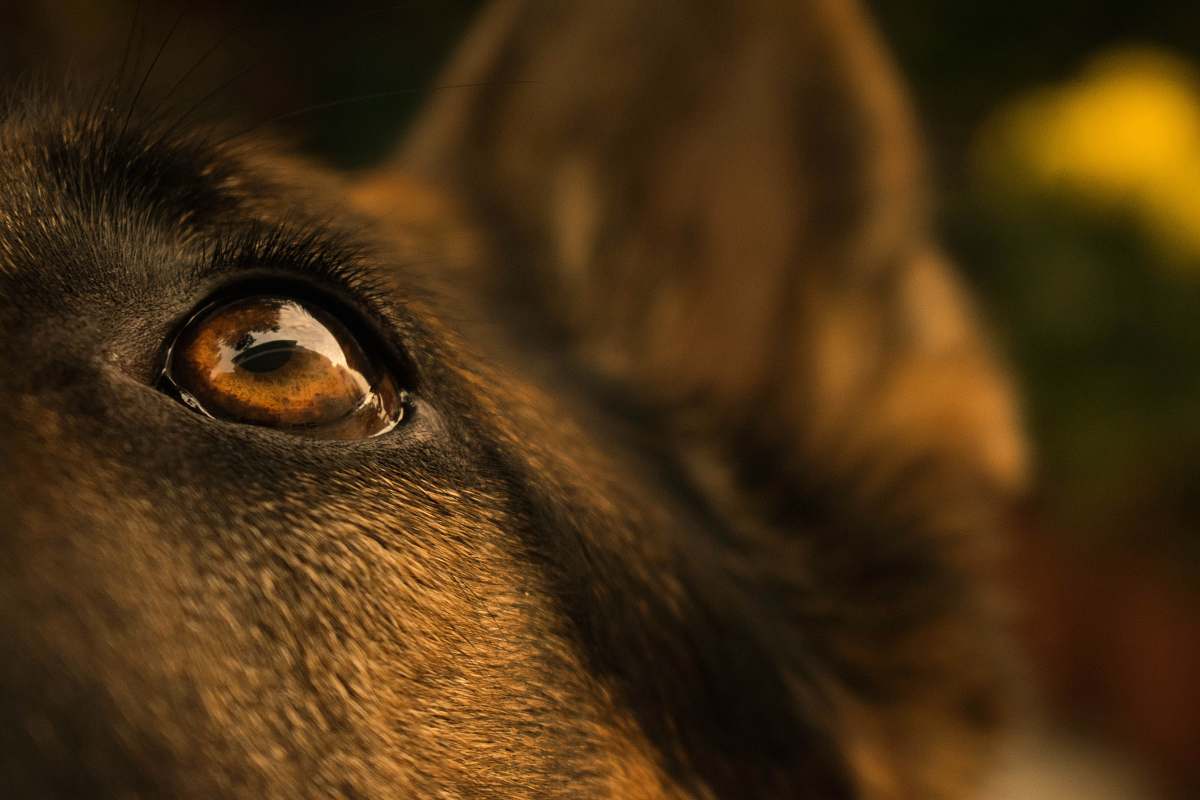 gsd close shot of brown animal eye jaipur