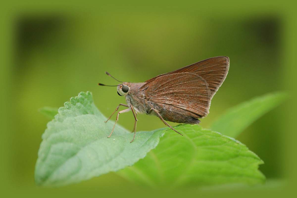 insect brown moth on green leaf animal