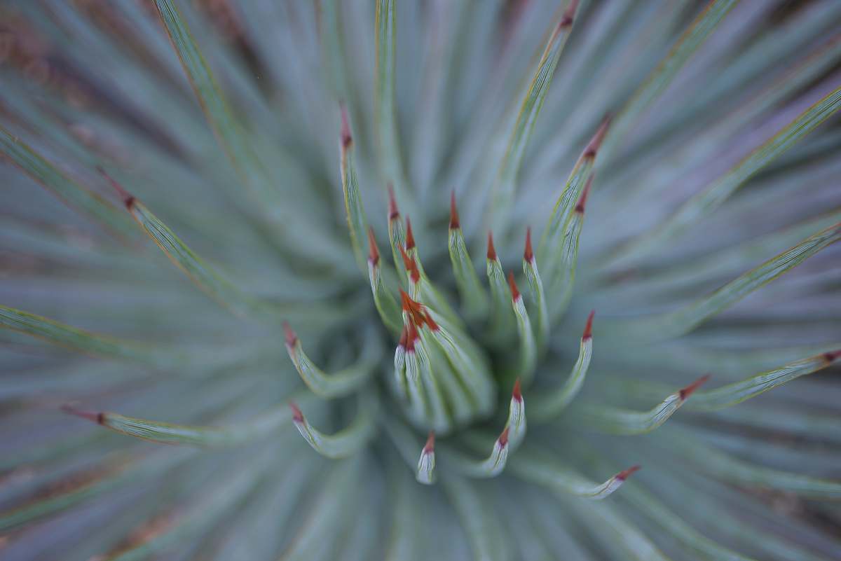 plant green flower in macro shot conifer