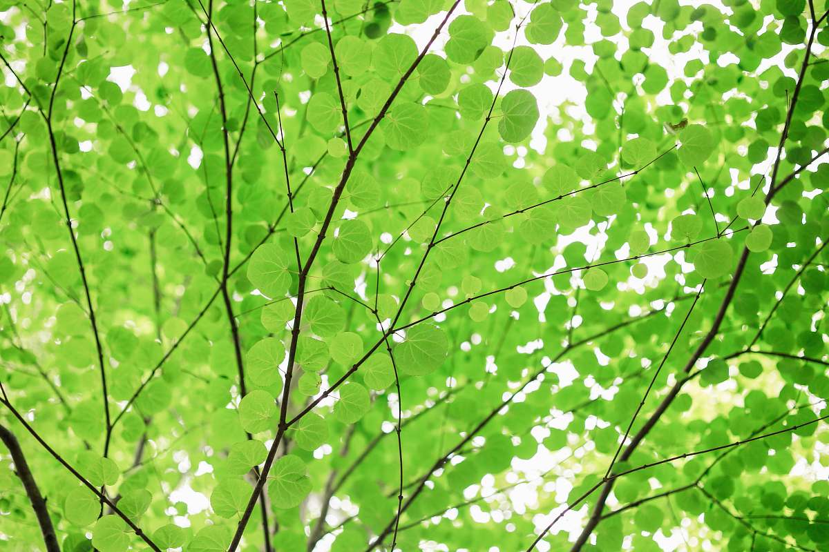 green green leafed tree japan