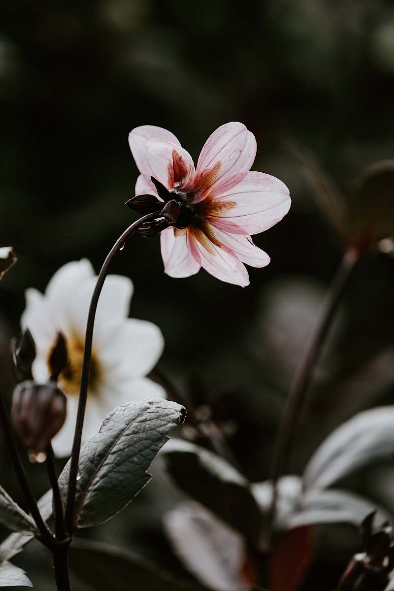 blossom macro photography of pink flowers flower