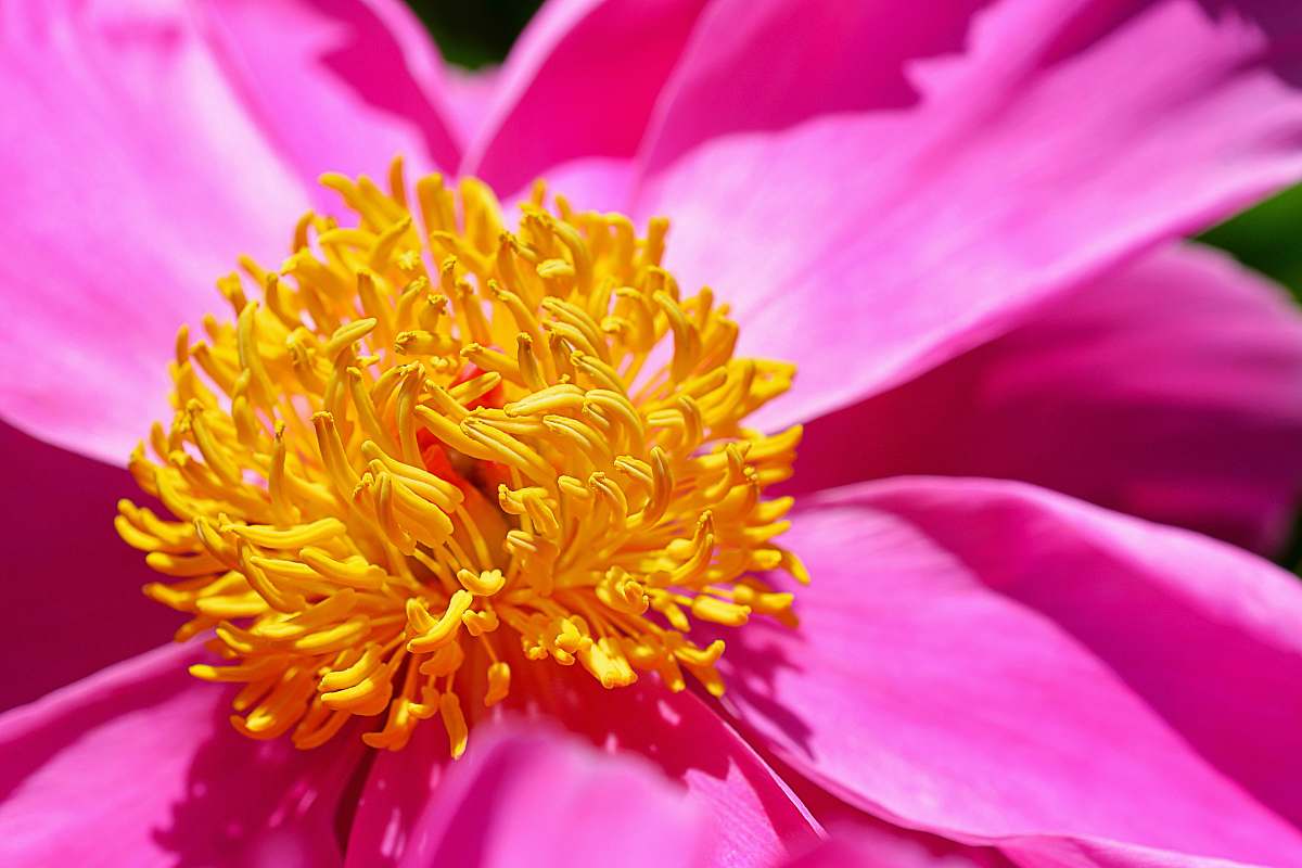 flower pink and yellow flower in macro shot blossom