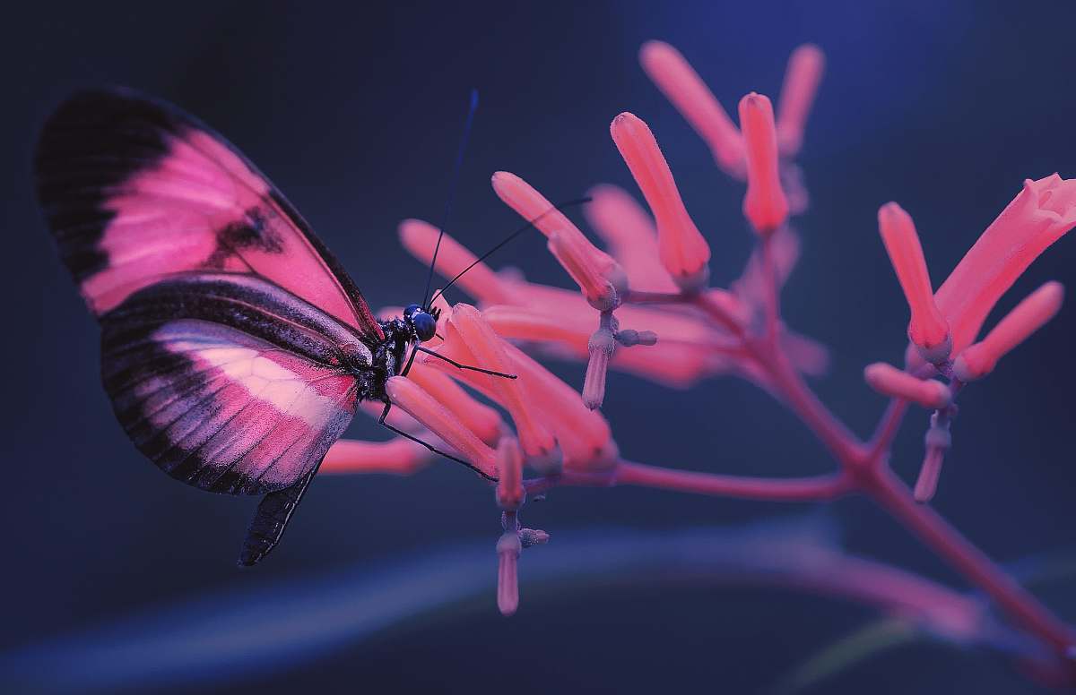 flower selective focus photo of pink and black butterfly on pink flower geranium