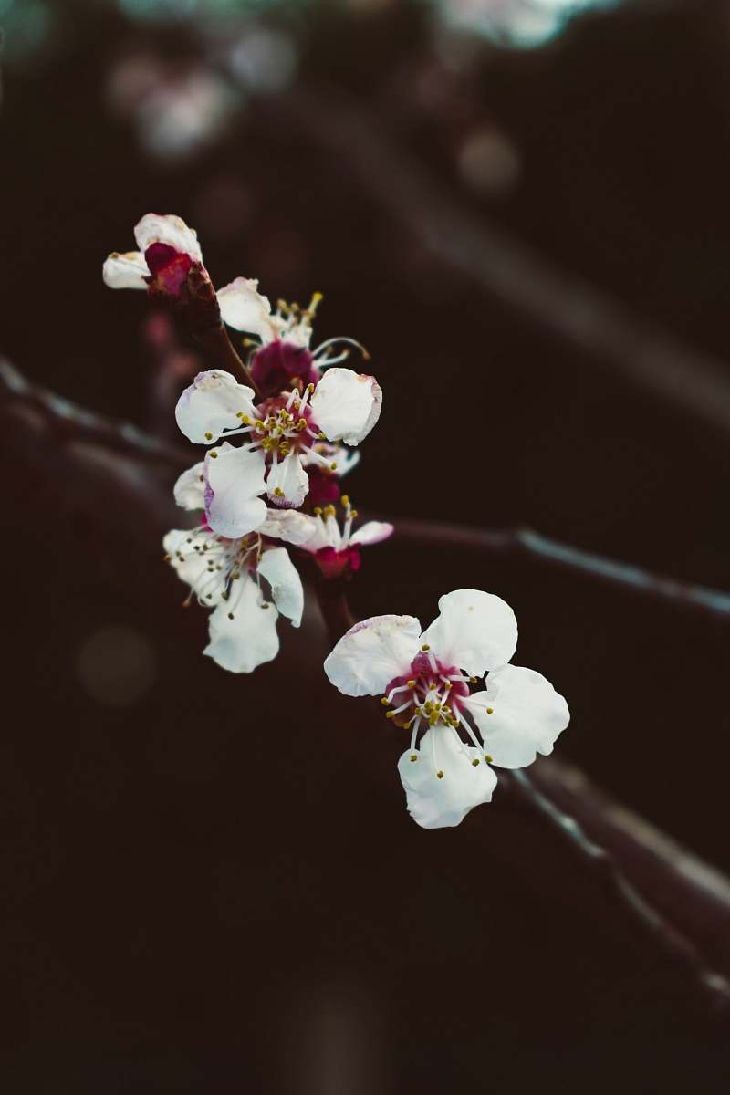 flower selective focus photography of white-and-red petaled flowers blossom