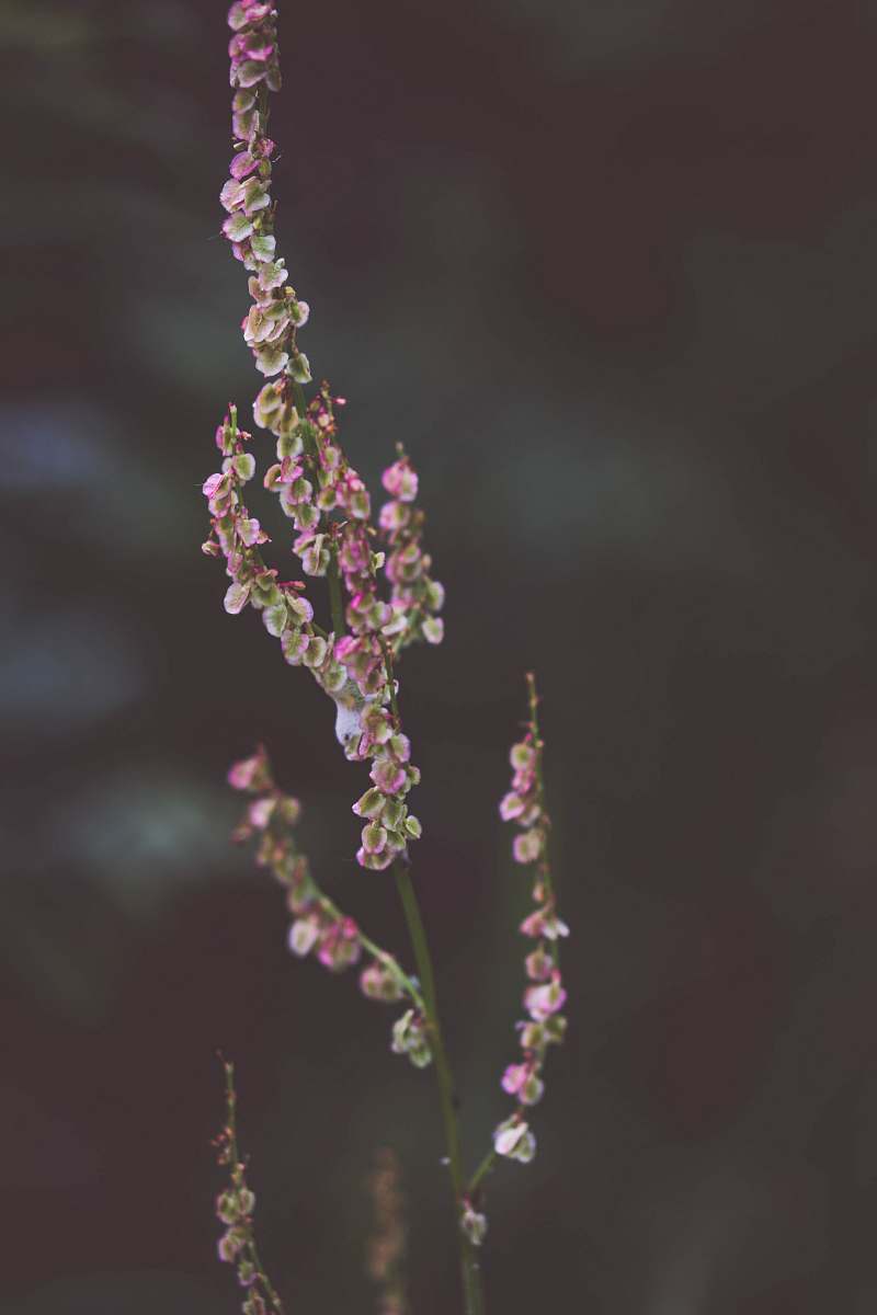 blossom shallow shot of pink flowers plant