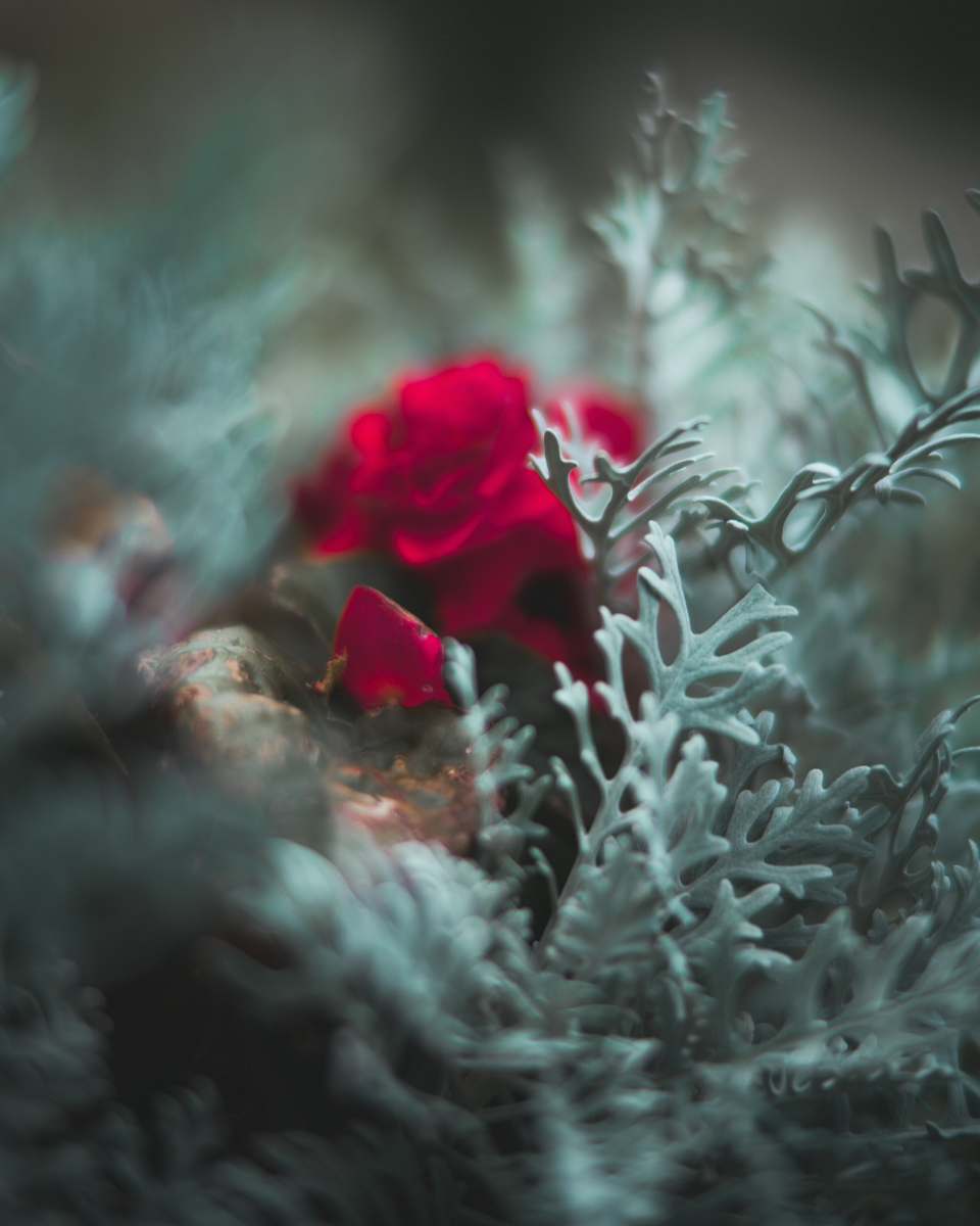 london white and red rose selective focus photography united kingdom