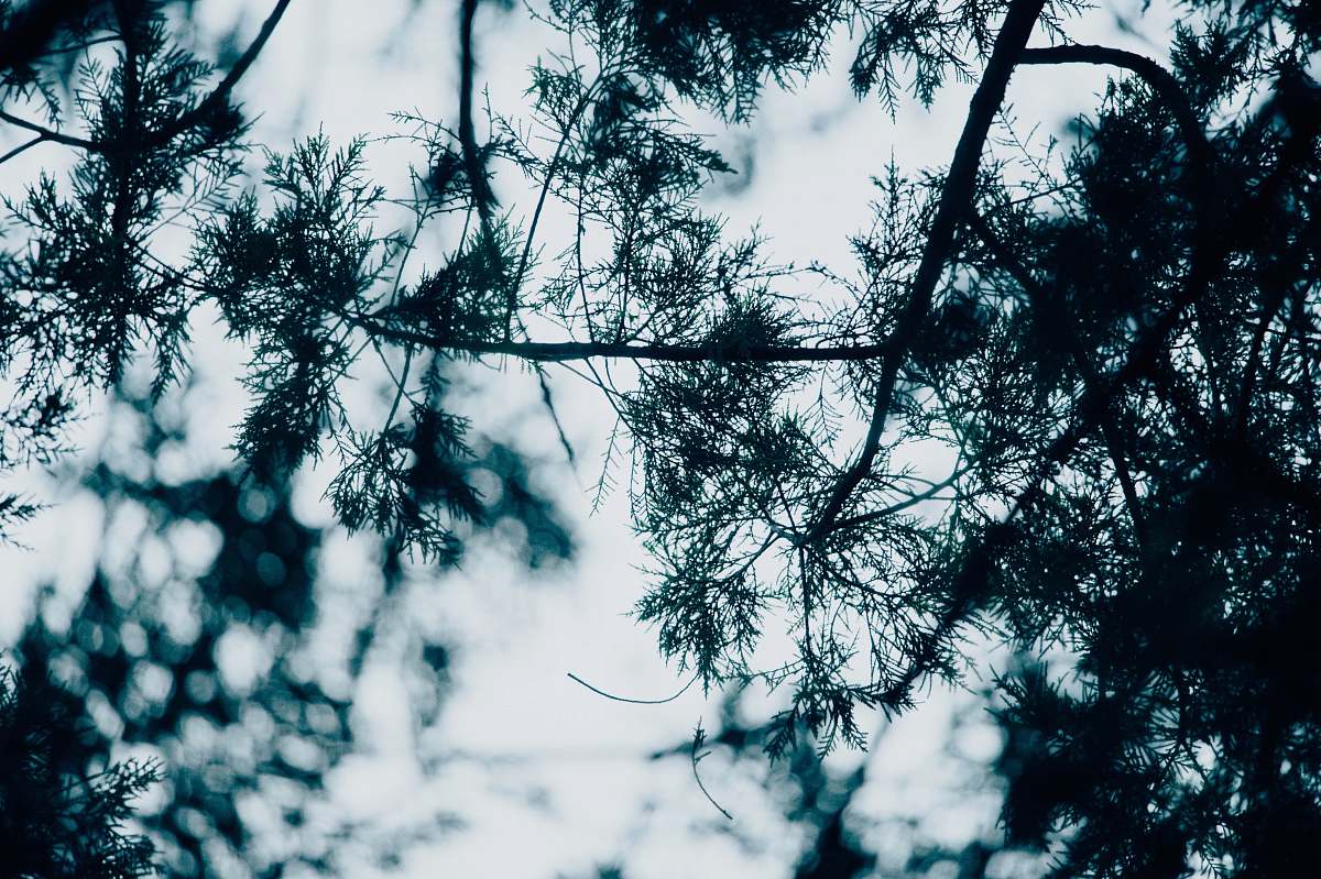plant worm's-eye view of green leaves under cloudy sky conifer