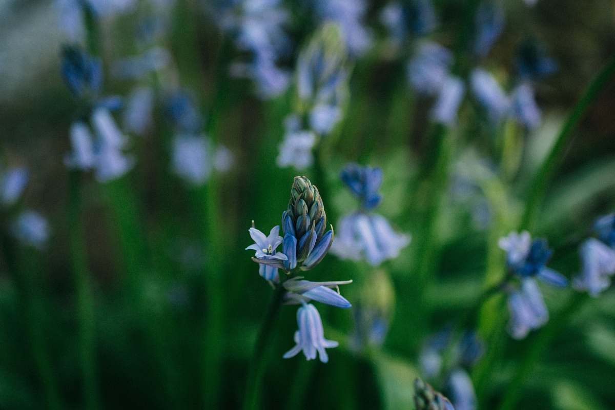 blossom blue flower blooming during daytime bloom