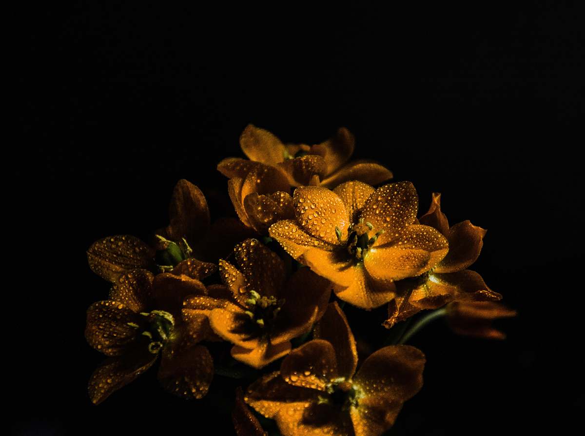 wildlife brown petaled flower tadpole