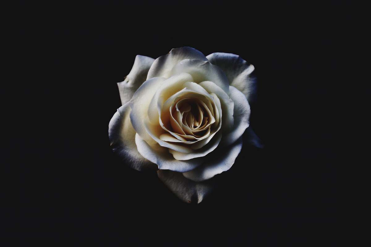 rose closeup of white rose flora