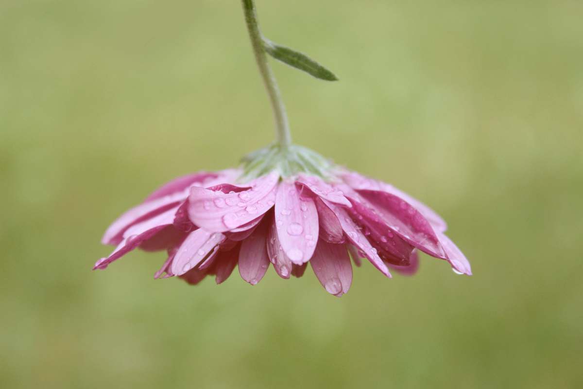 plant closeup photography of pink petaled flower with water dew petal