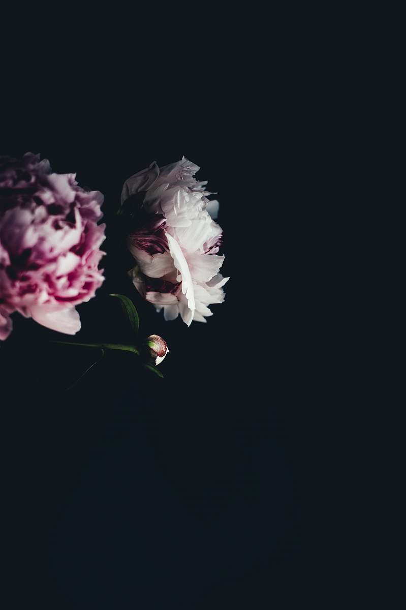 flora focus photo og white-and-pink petaled flowers peony