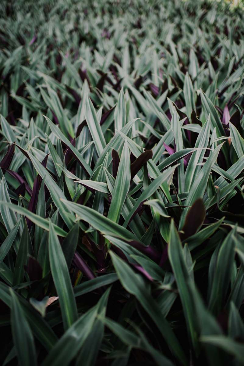 plant green leafed plant field grass