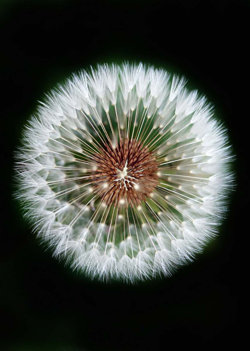 dandelion macro photography of dandelion blossom