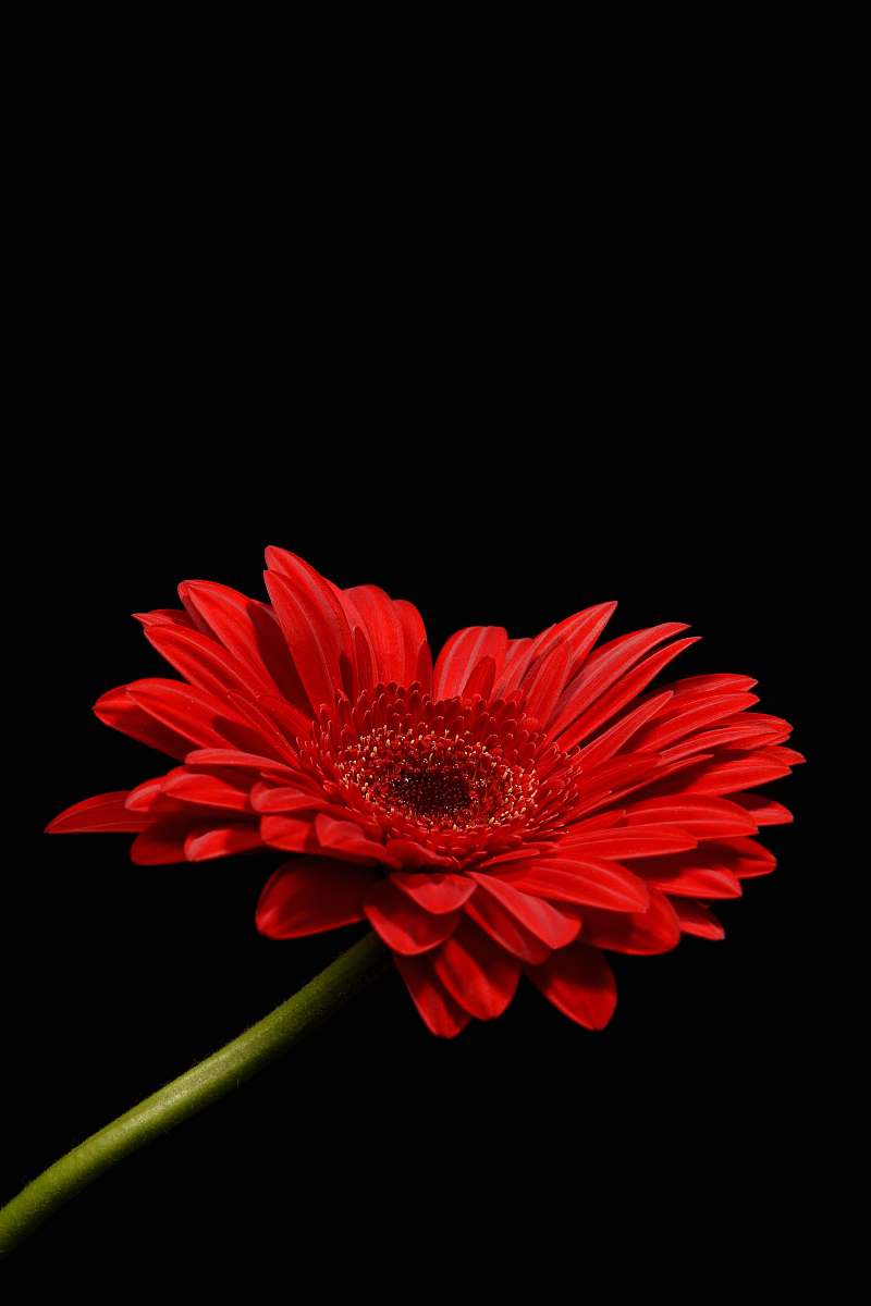 daisies macro photography of red petaled flower plant