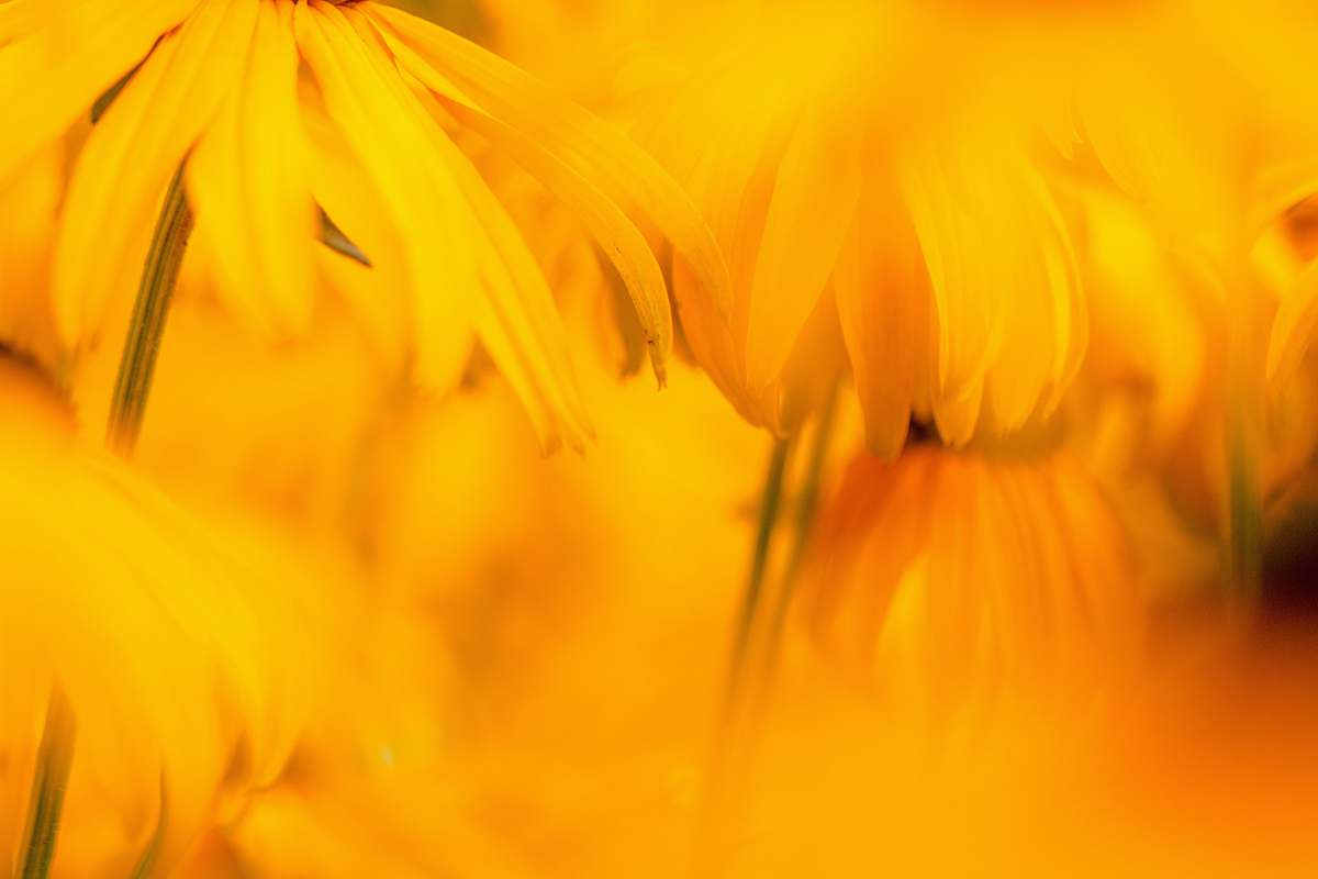 blossom macro shot of yellow flowers yellow