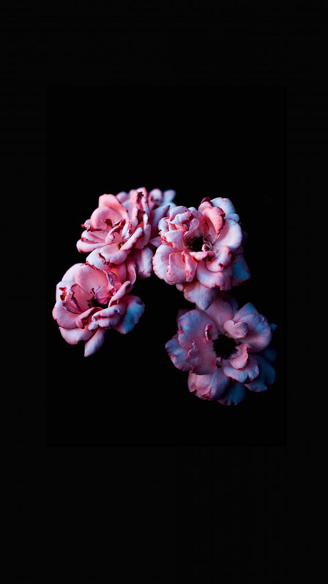 blossom pink petaled flower wallpaper plant