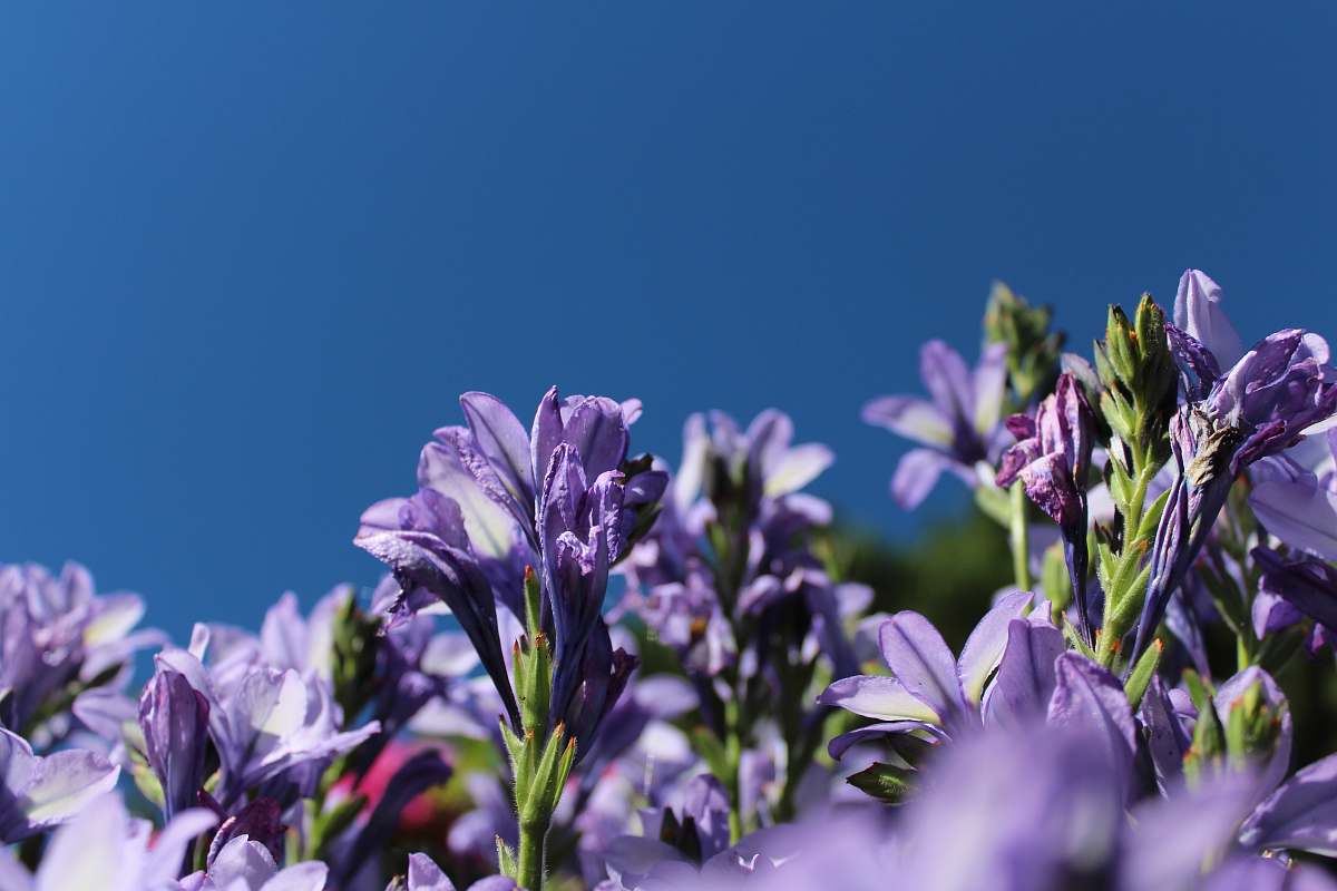 blue purple flowers during daytime sky