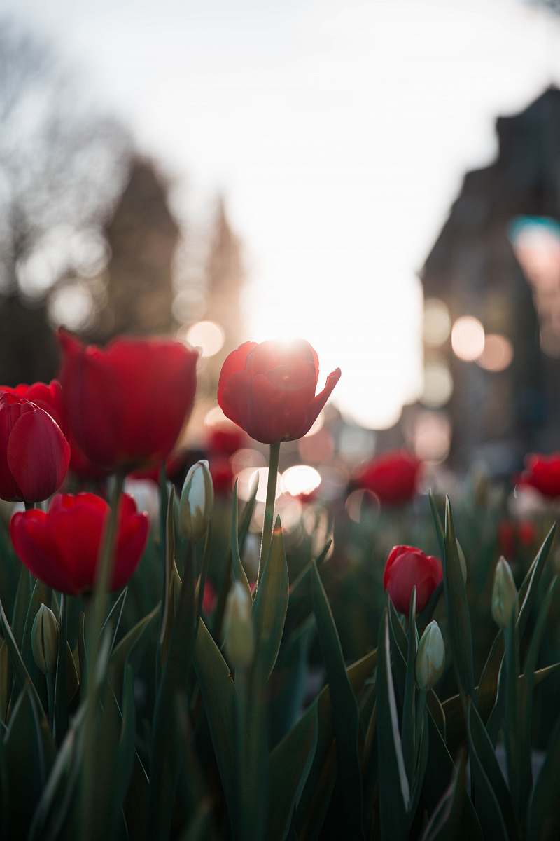 plant red rose flower fields tulip