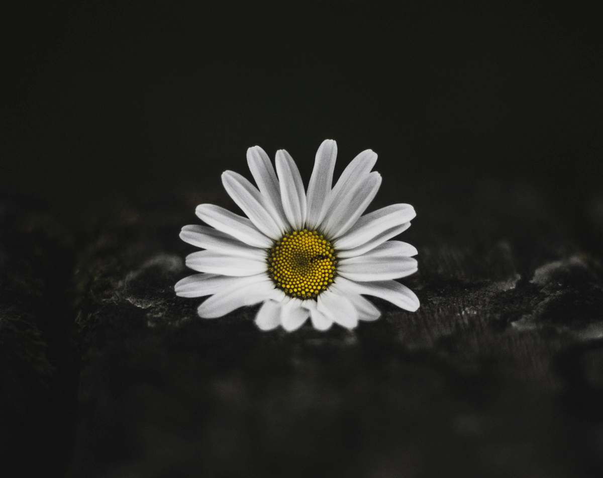blossom selective color photo of white daisy daisy