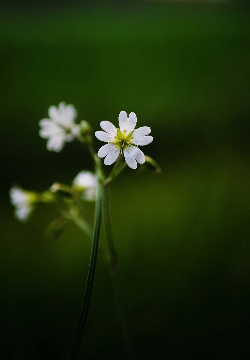plant selective focus photography of white petaled flowers green