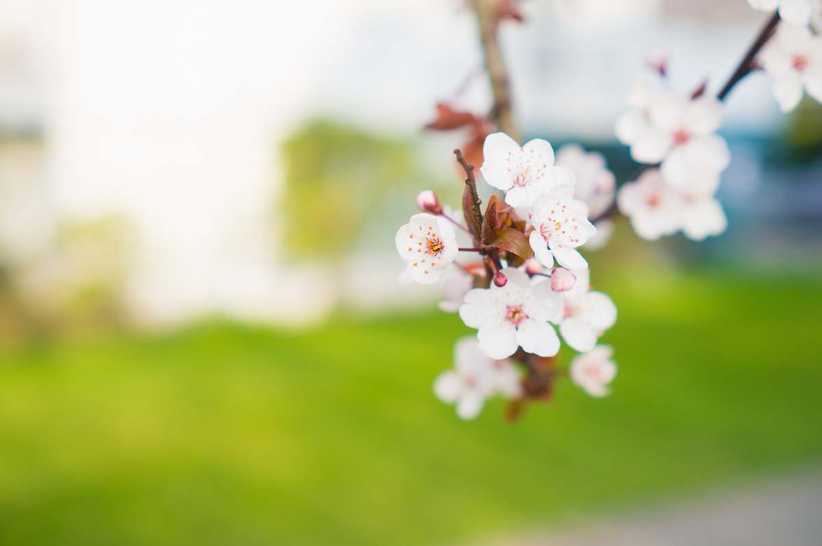 blossom selective photography of white flowering tree cherry blossom