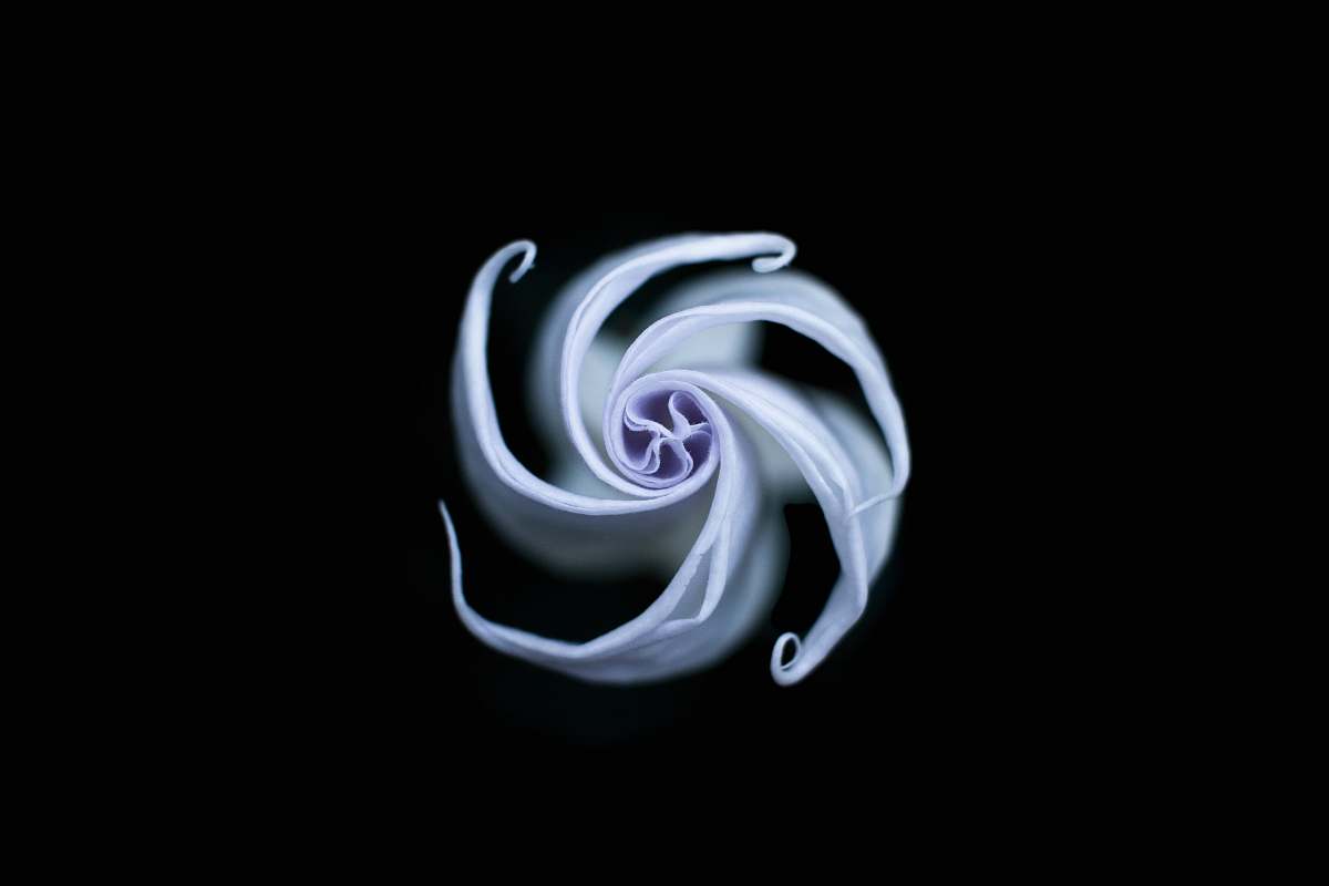 macro white spiral flower abstract