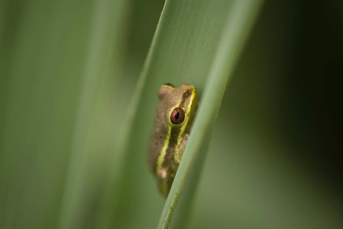 wildlife macro photography of green and gray frog amphibian