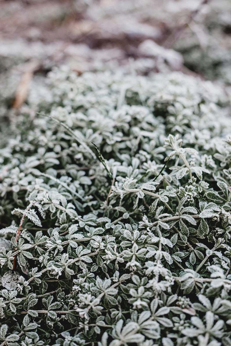 snow close up photo of frozen plants ice