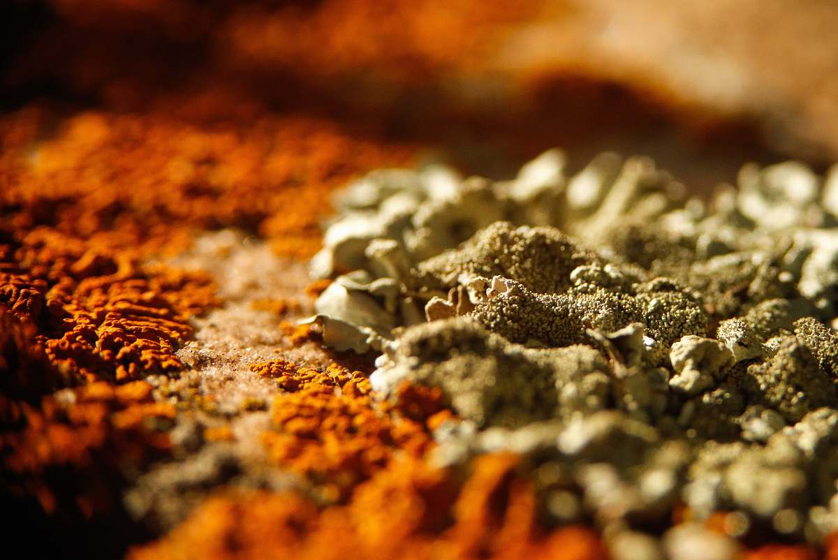 mold brown and gray surface orange