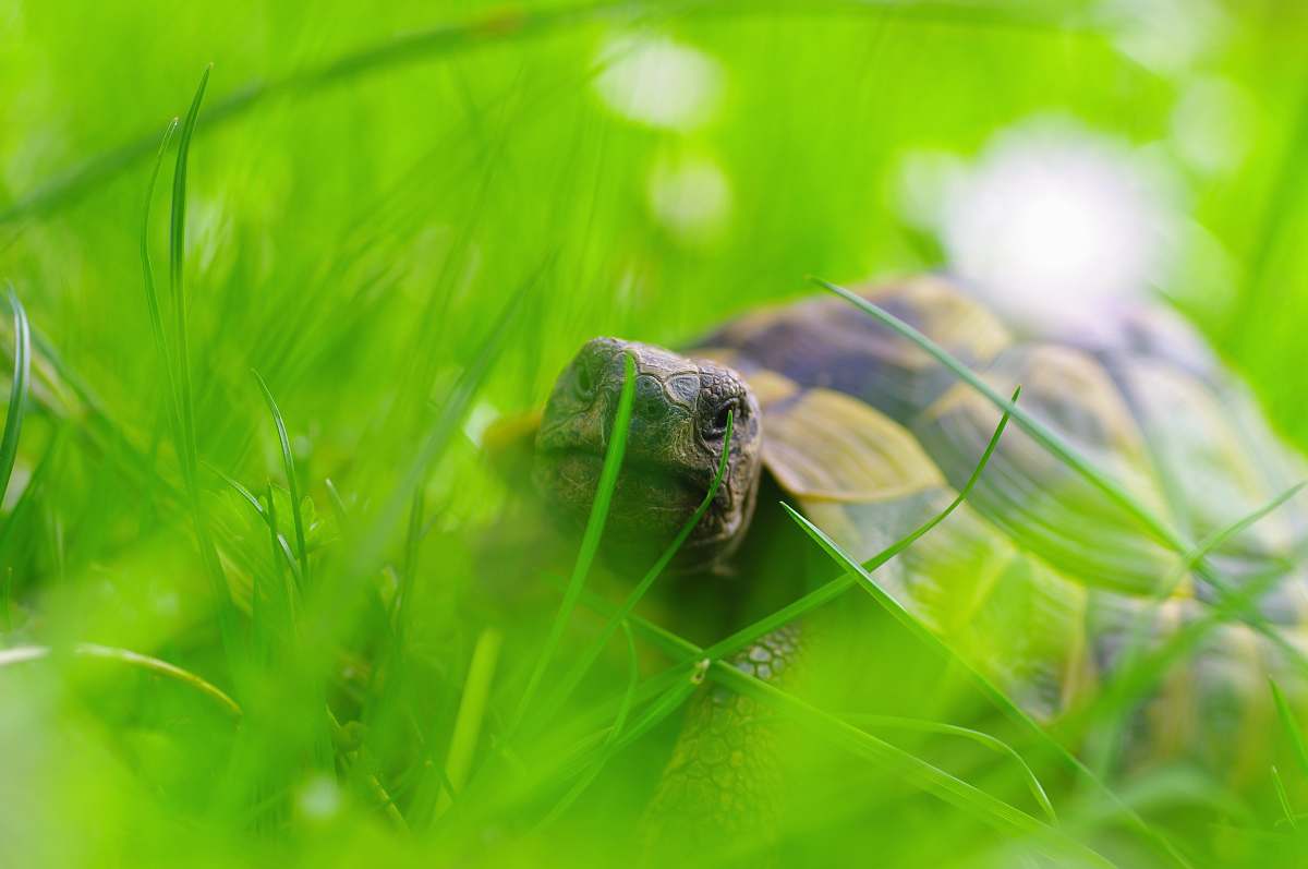 animal brown turtle on grass turtle