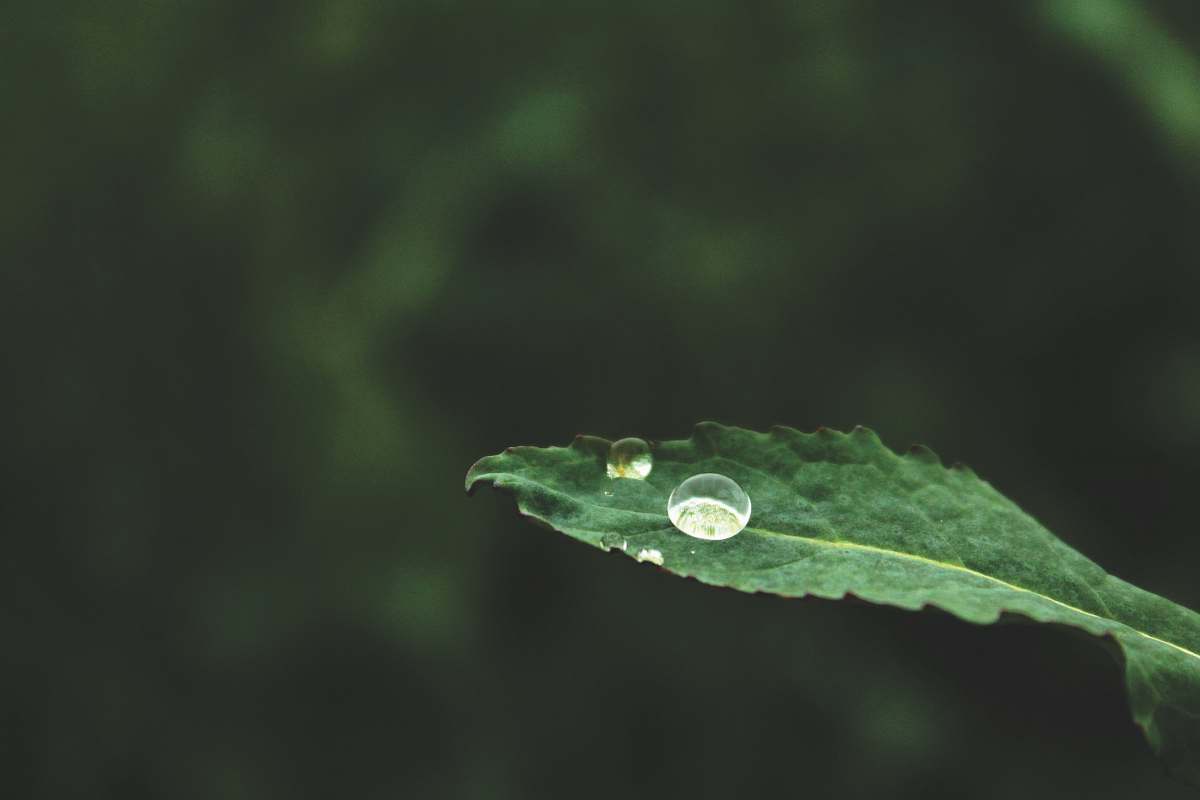 droplet water dew on green leaf monkland