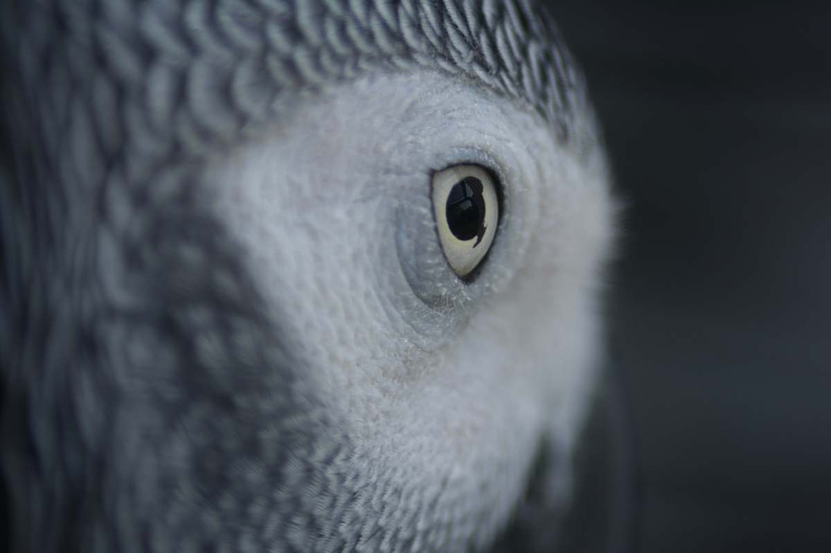 parrot gray and white owl bird