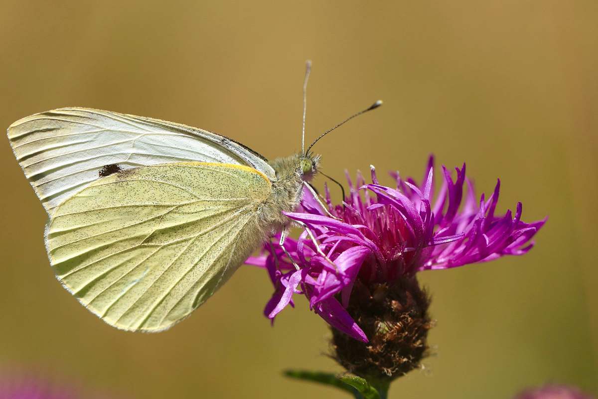 animal beige butterfly on pink petaled flower butterfly