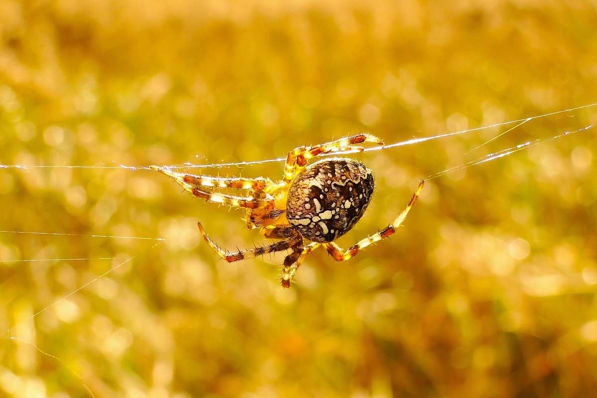 spider brown furrow spider invertebrate
