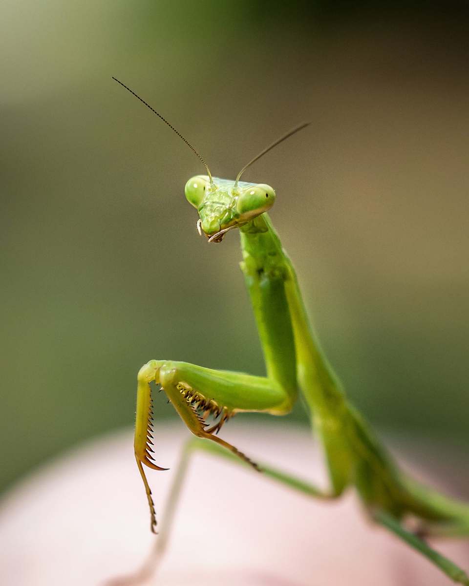 animal close up photo of green praying mantis invertebrate