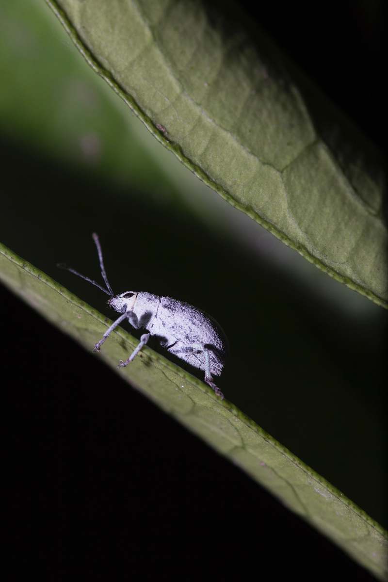 animal gray beetle on green leaf cricket insect