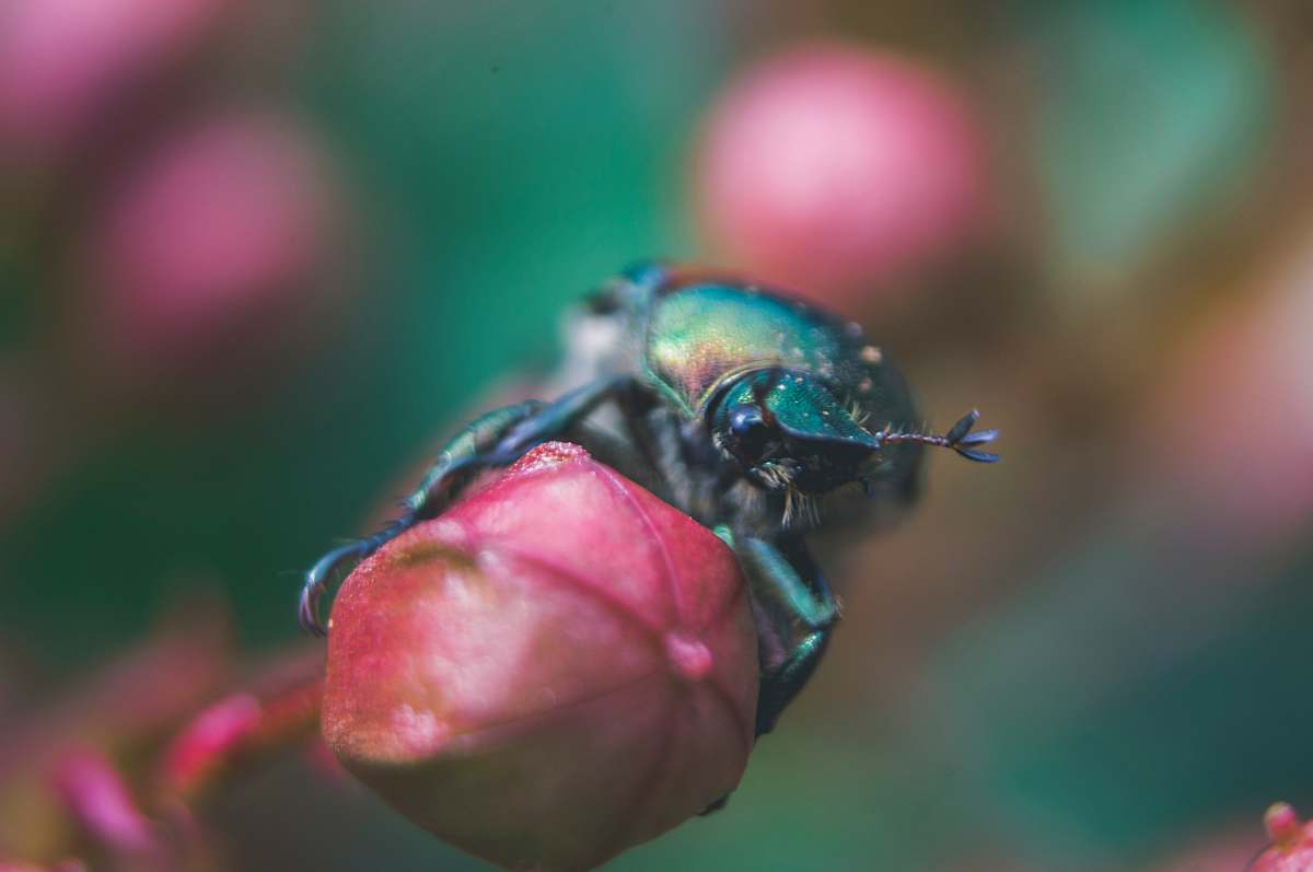 bug green beetle on red flower beetle