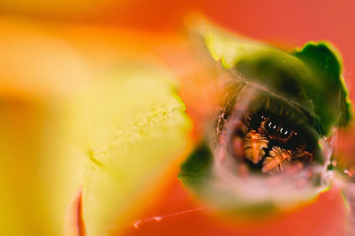 animal green leaf plant bee