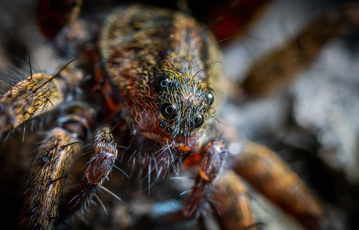 spider macro shot of brown and black spider arachnid